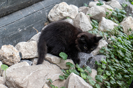 A black kitten sits on the rocks, an Animal Photo by Schreibikus