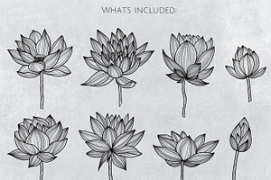 Lotus Floral Collection Vector SVG