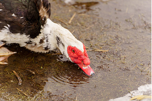 Muscovy duck drinking water from a, a Nature Photo by darksoul72
