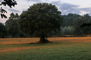 Lush Green Field and Forest Landscape, Camino Primitivo, Spain