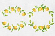 Tangerines. Watercolor collection, a Decorative Illustration by Maria's little shop (Thumbnail 5 of 11)