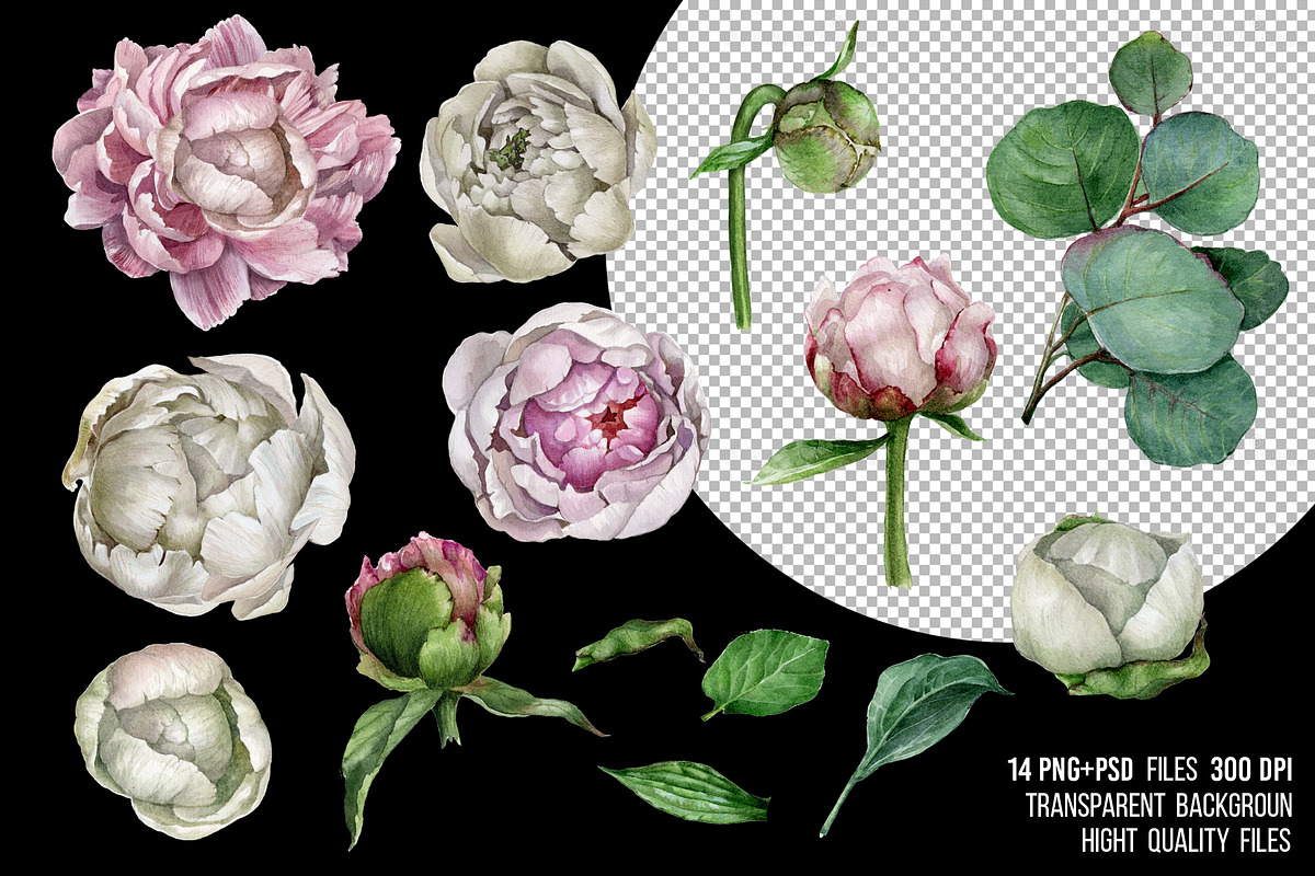 Watercolor pink peonies clipart, an Illustration by yana.fefelova (Photo 3 of 5)