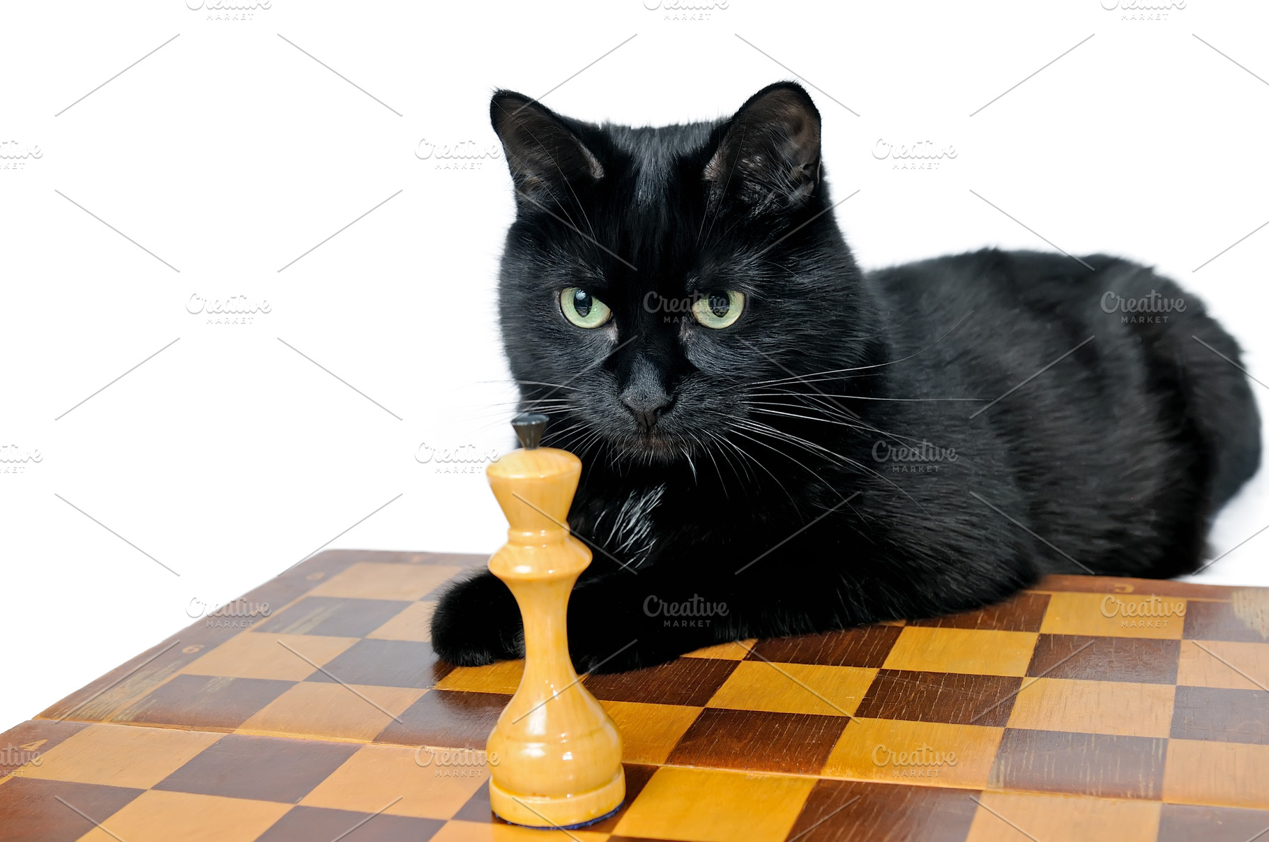 Black cat lying on a chessboard stock photo containing cat and chess, an Animal Photo by FedotovAnatoly