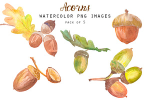 Watercolor Acorns Clipart