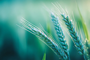 Close-up of wheat stalks in golden sunlight. Banner, an Abstract Photo by Natalia Klenova's Shop