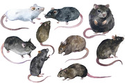 Watercolor rodents Clipart png, an Animal Illustration by KomtsyanTatyanaArt (Thumbnail 2 of 4)
