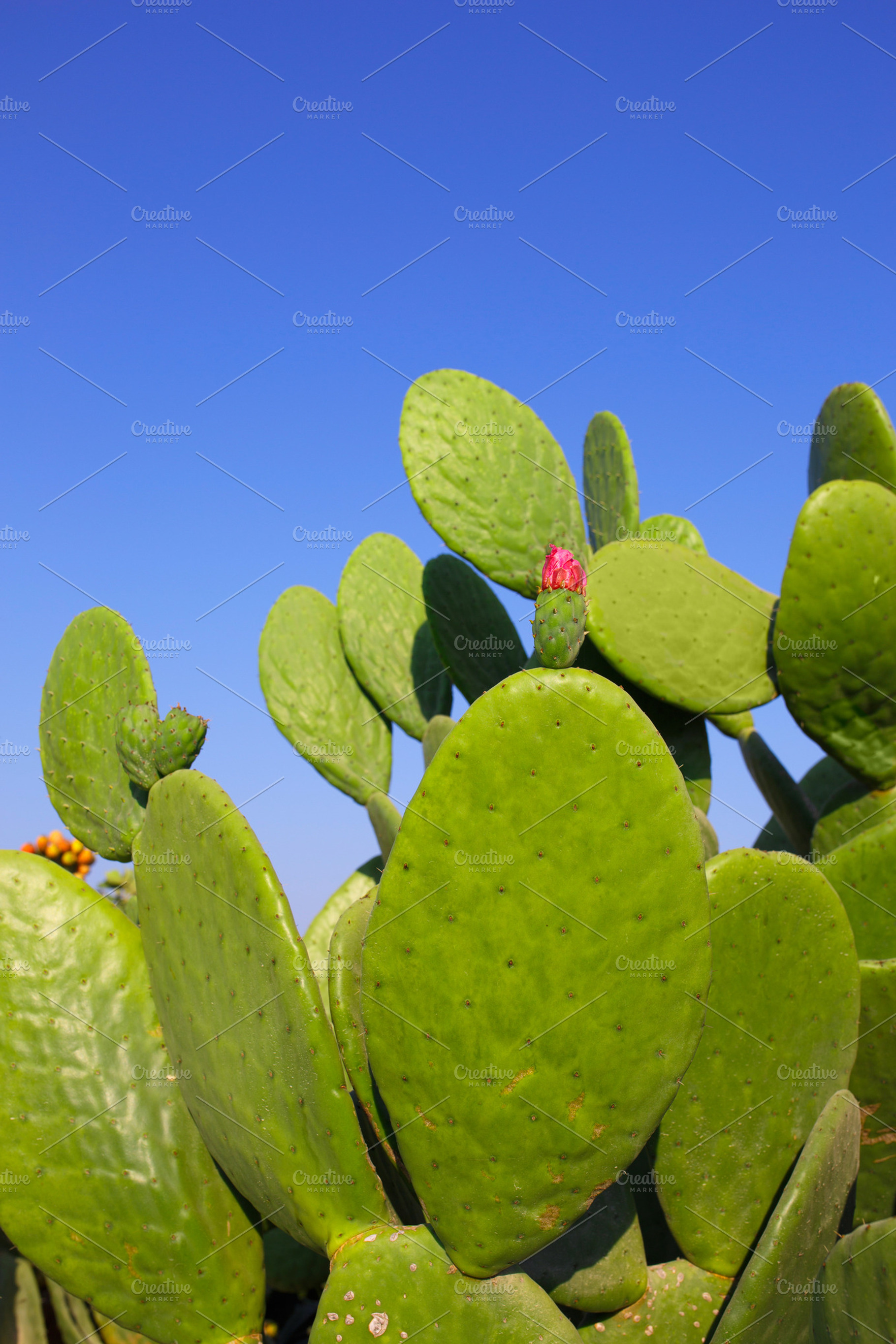 Prickly pear (Opuntia) cactus, a Nature Photo by odpium