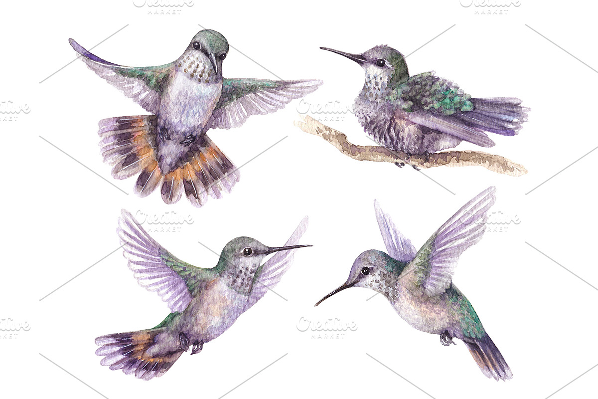 Watercolor Hummingbirds, an Animal Illustration by Valentyna Smordova