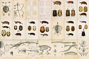 Complete Natural History of Reptiles, an Animal Illustration by Dene Studios (Thumbnail 11 of 11)