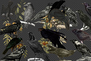 Vintage Ravens and Crows Clipart, an Illustration by Digital Curio (Thumbnail 3 of 4)