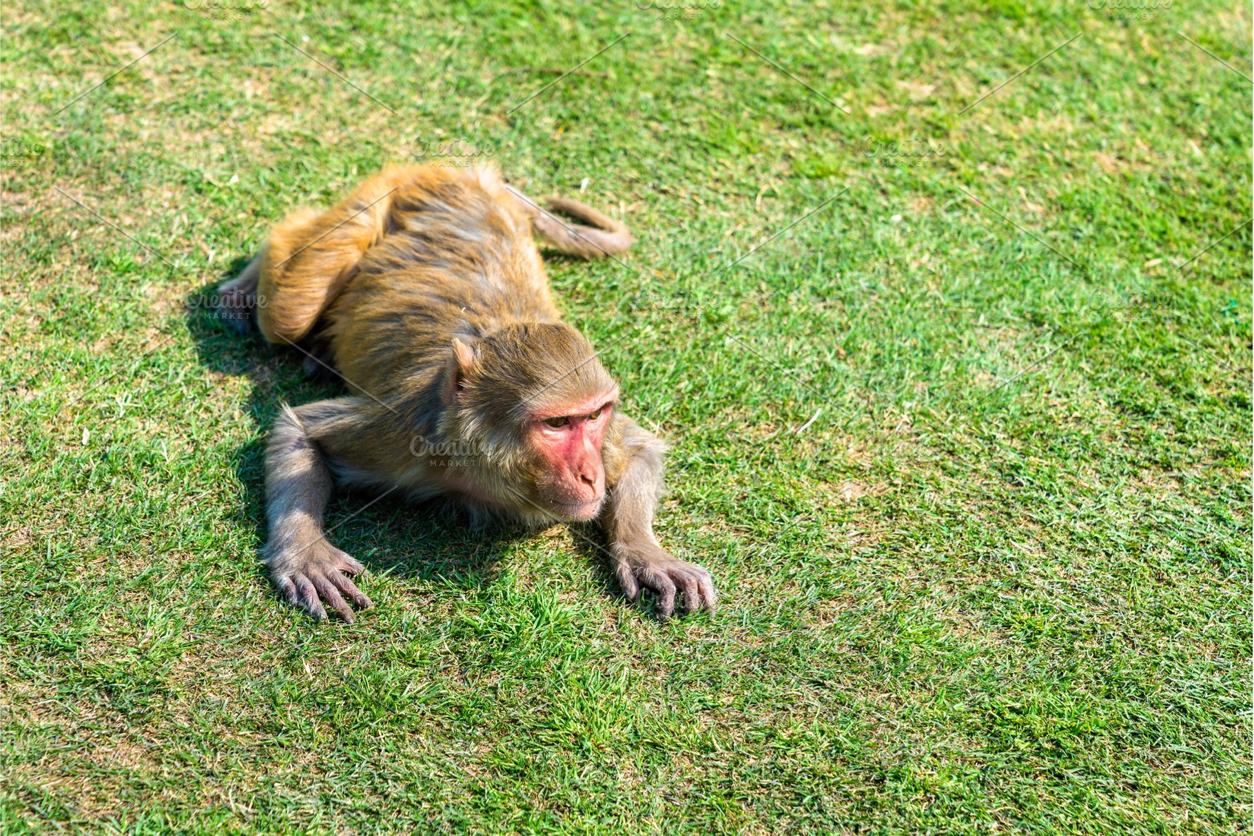 Rhesus macaque in Jai Niwas Garden. Jaipur, India, an Animal Photo by Leonid Andronov