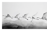 Gret Collection · Egrets in Flight, an Animal Illustration by milatovar (Thumbnail 9 of 17)