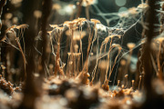72 Microscopic Fungi Backgrounds, a Background Graphic by h.utomo (Thumbnail 60 of 72)
