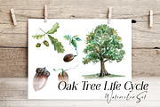 Oak Life Cycle Clip Arts and Print, an Education Illustration by Tati Bordiu (Thumbnail 2 of 4)