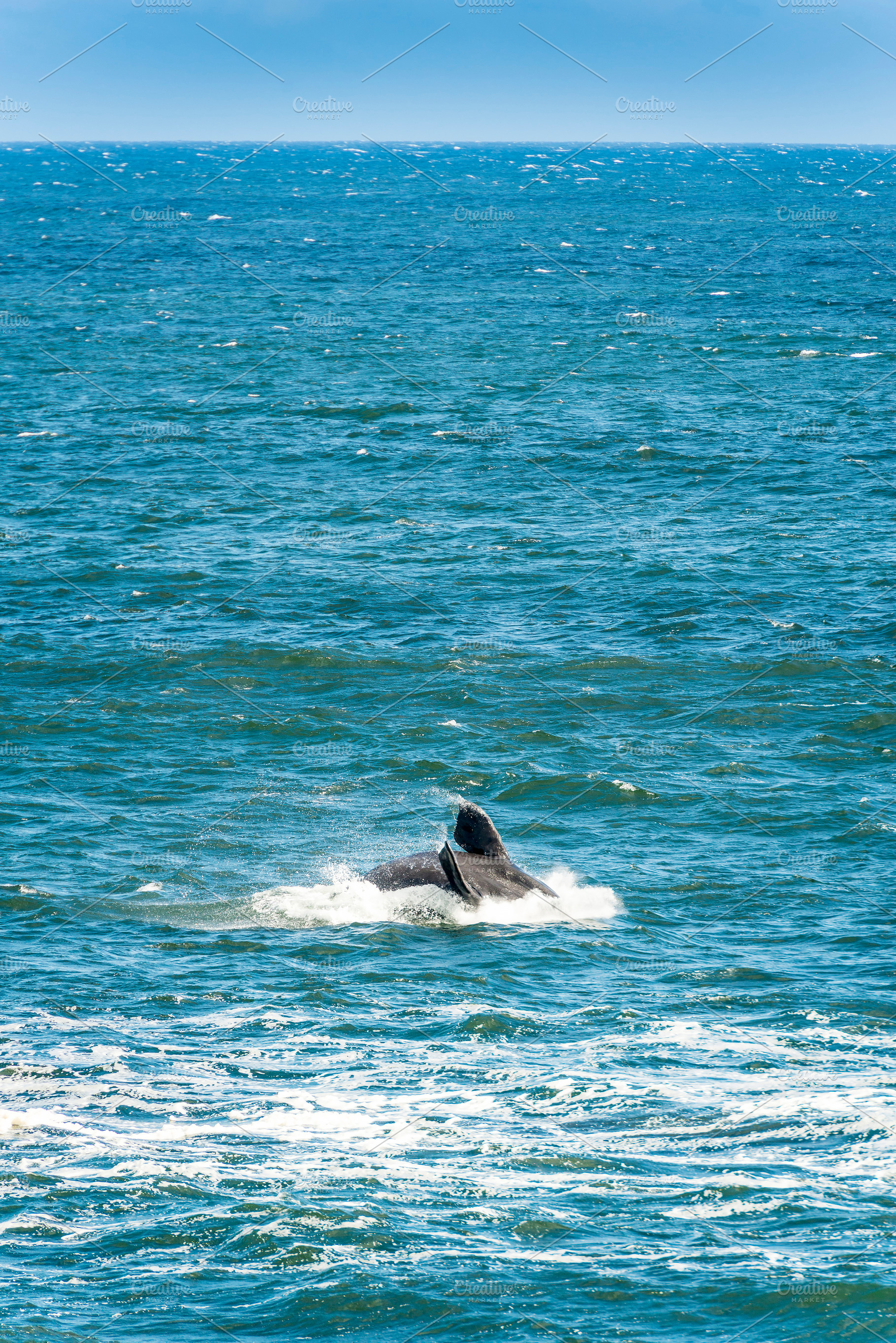 Southern Right Whale Jumping, an Animal Photo by THP Creative