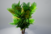 Pinanga coronata, an Environmental 3D Model by AndrewWhite (Thumbnail 7 of 25)