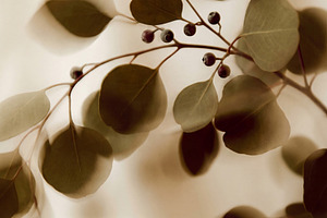 Ethereal Botanical Still Life, a Nature Photo by Virgo Studio