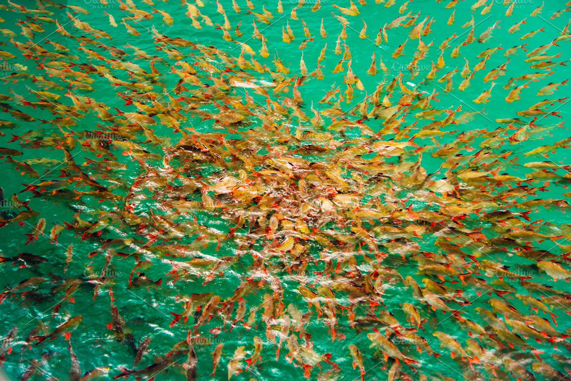 FEEDING Fish, an Animal Photo by EARN'S SHOP