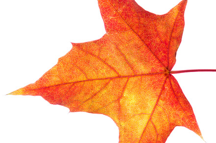 Autumn leaves containing seasons, isolated, and tree, a Nature Photo by Photo for You