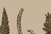 Umber Pressed Botanical PNG, an Object Graphic by Custom Scene (Thumbnail 4 of 8)