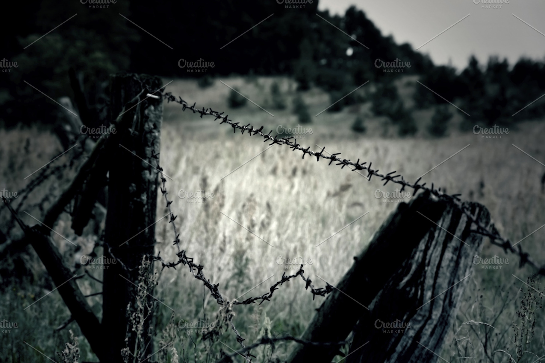 Barbed wire., a Nature Photo by Milosz Aniol