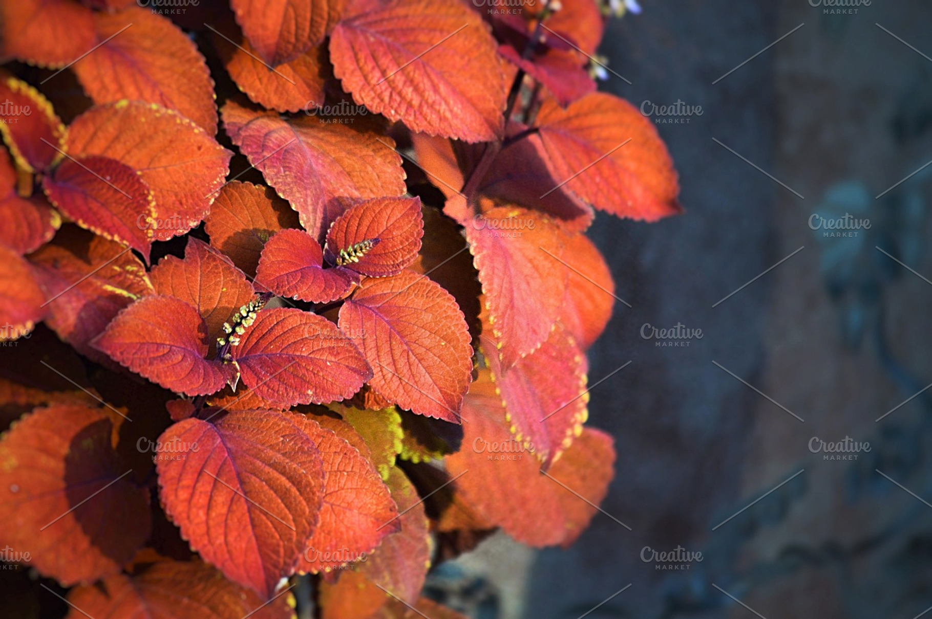Red and Orange Coleus Leaves in Fall, a Nature Photo by Bronwyn Voth