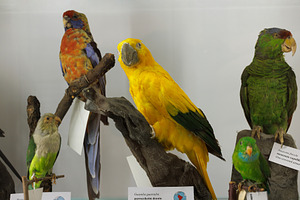 Golden parakeet, lilac-crowned amazon and other Neotropical parrots, an Animal Photo by Bepslabor