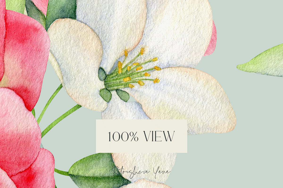 Peonies - Watercolor Collection, an Illustration by PatrushevaYana (Photo 9 of 9)
