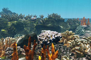 Underwater Coral Reef Habitat Ocean