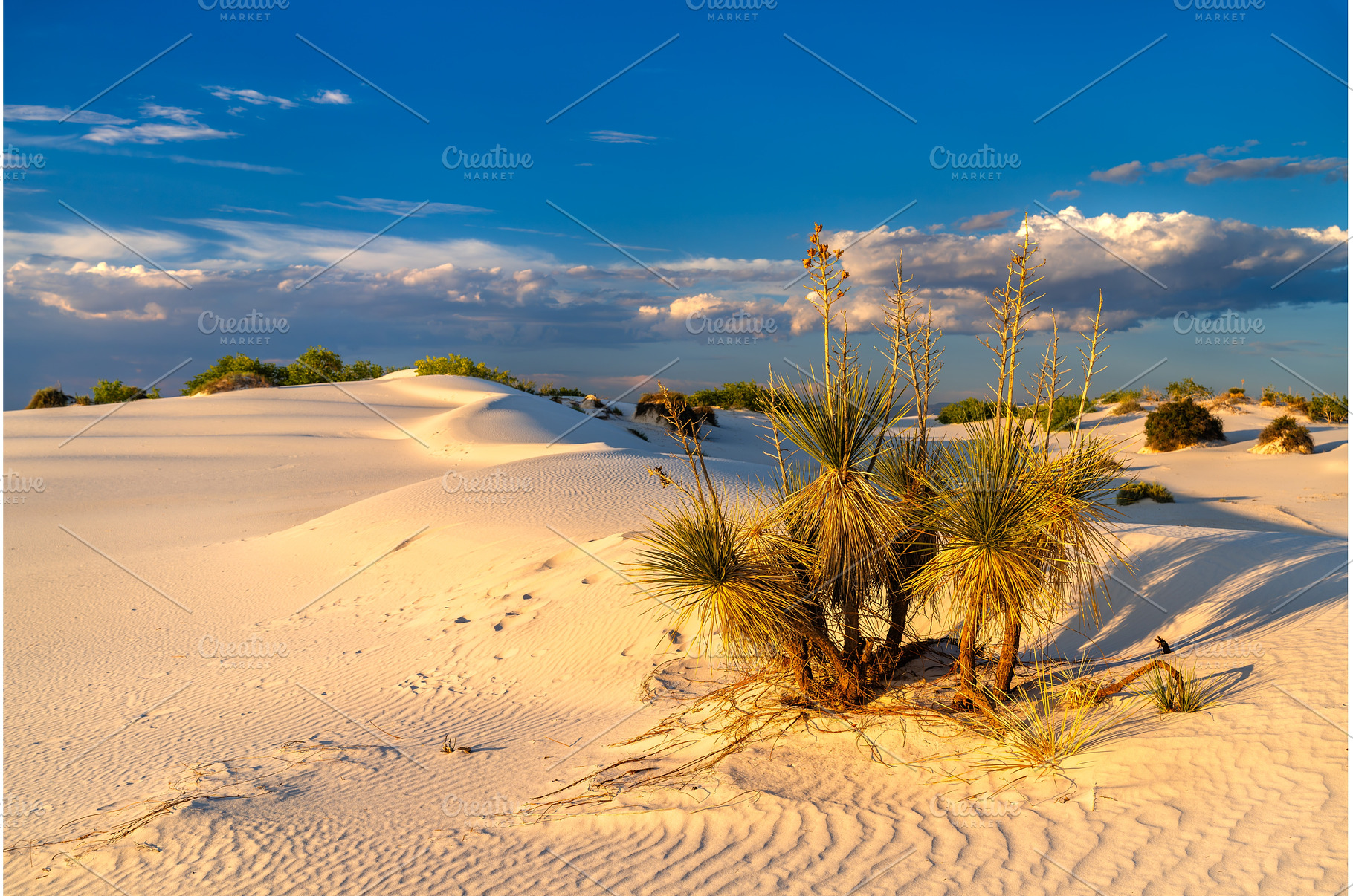 Soaptree Yucca on gypsum sand dunes, a Nature Photo by Leonid Andronov