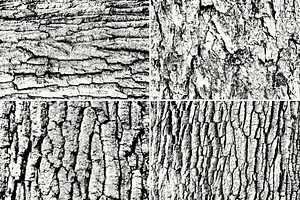 Wood Trunk Textures