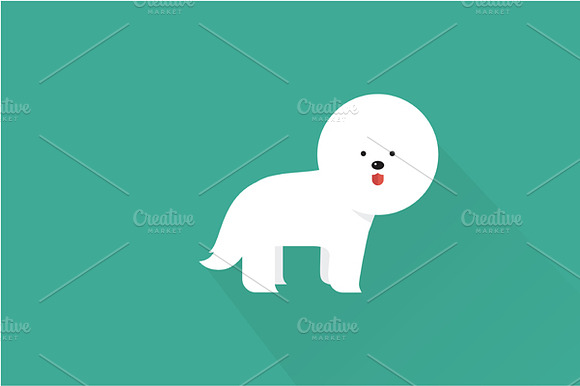 Bichon Frise