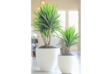 Indoor plants in white pots enhance, an Architecture Photo by Lermont51