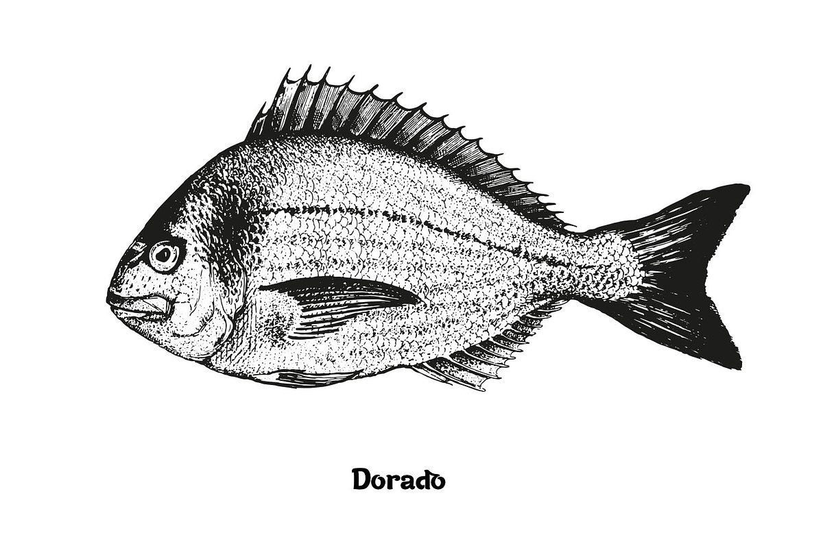 Fish collection, part 2, a Food Illustration by ZotovShop (Photo 9 of 11)