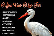 White Stork Clipart, Heron Clipart, an Illustration by CreationArt (Thumbnail 7 of 9)