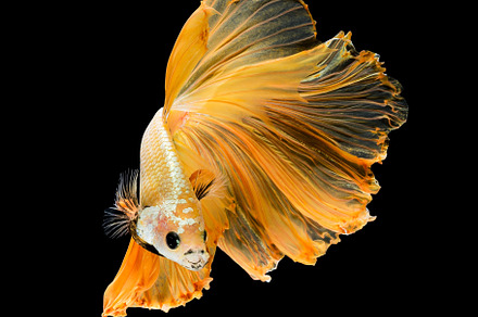 Betta fish or Siamese fighting