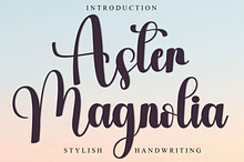 Aster Magnolia