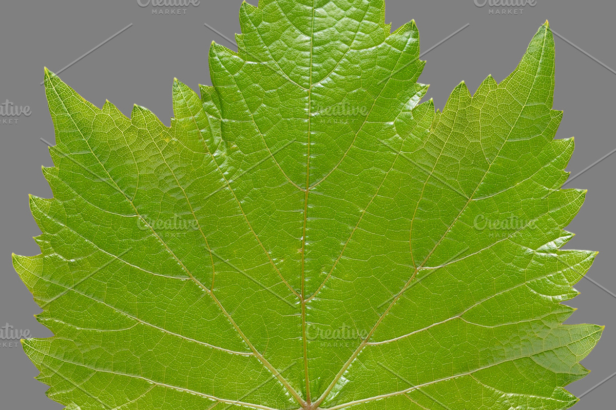 Bundle of isolated green leaves, a Nature Photo by Anatoliy Sadovskiy (Photo 5 of 10)