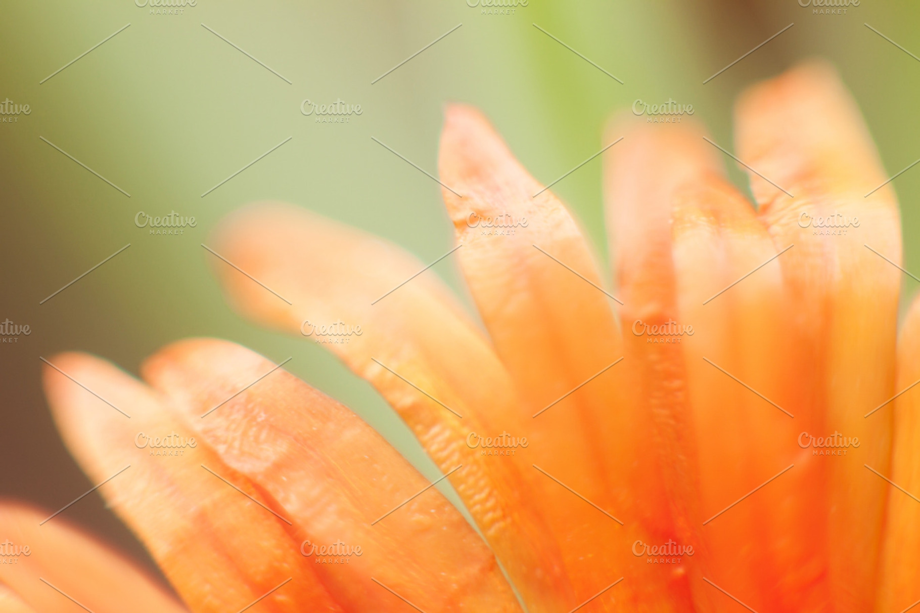 Orange Flower Essence 2 Stock Photo Containing Macro And Photography