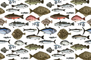 Most popular edible sea fishes, a Food Illustration by handsketched (Thumbnail 13 of 14)