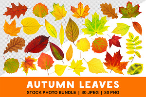 30 colorful autumn leaves