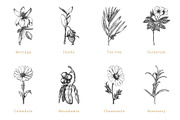 Herbs, spices, nuts & fruits. Bundle, a Food Illustration by Chewie Co (Thumbnail 8 of 15)
