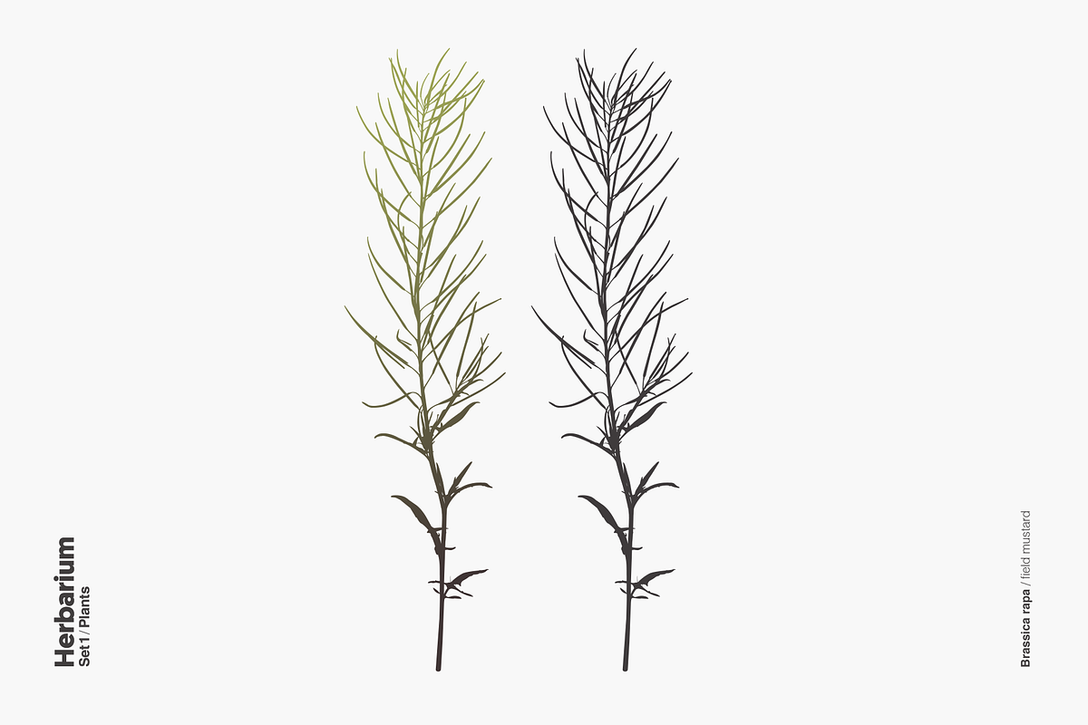 Herbarium: Set 1, a Decorative Illustration by Texture Fabrik (Photo 7 of 19)