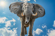 116 Flying animals, an Animal Photo by Handmadefont (Thumbnail 59 of 119)