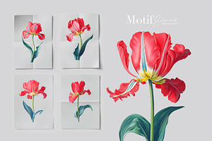 Tulip Blossoms, Luxury Prints & More