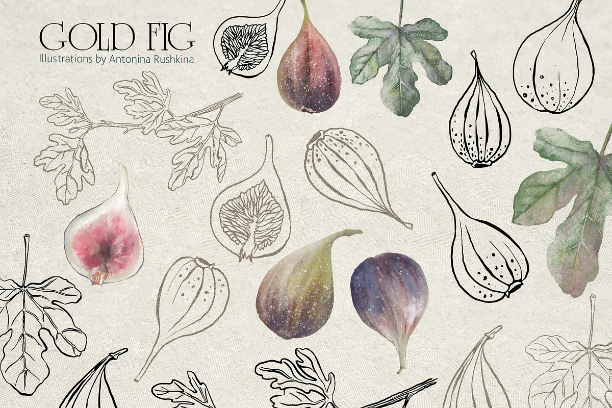 Botanical illustration of figs, a Graphic by RushkinaAntonina (Photo 5 of 6)