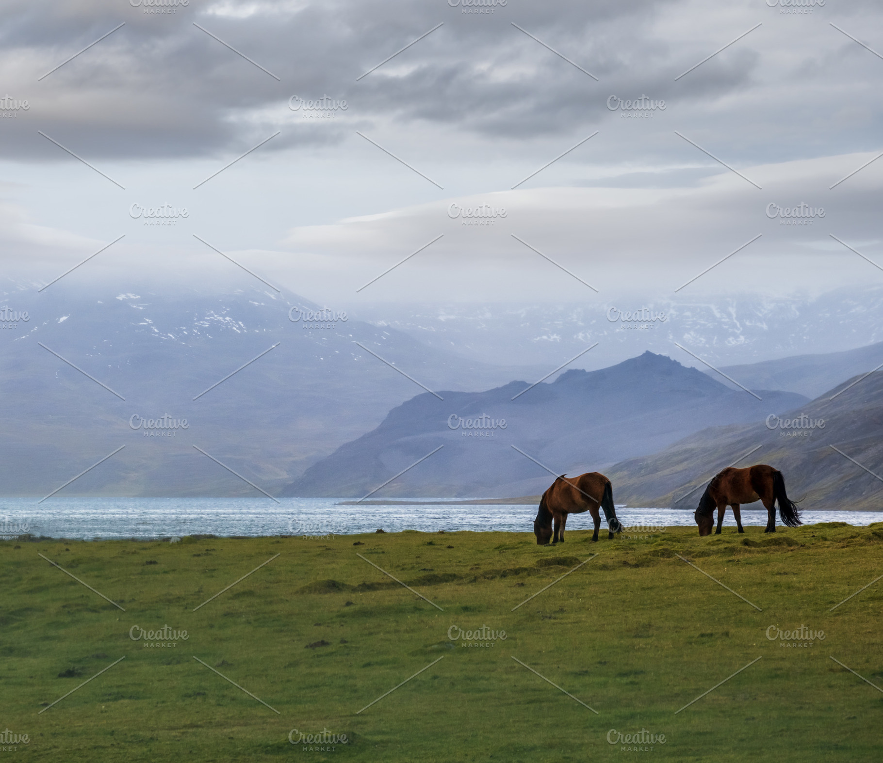 Pair of Icelandic horses graze on West Iceland highlands, Snaefe, a Nature Photo by YuriyB