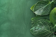 99 Frames of green leaves, a Nature Photo by Handmadefont (Thumbnail 81 of 100)