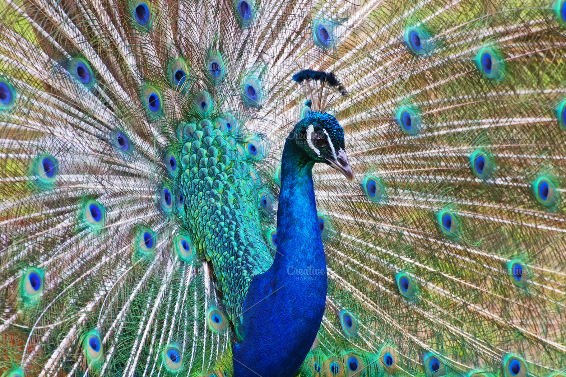 Peacock Close Up