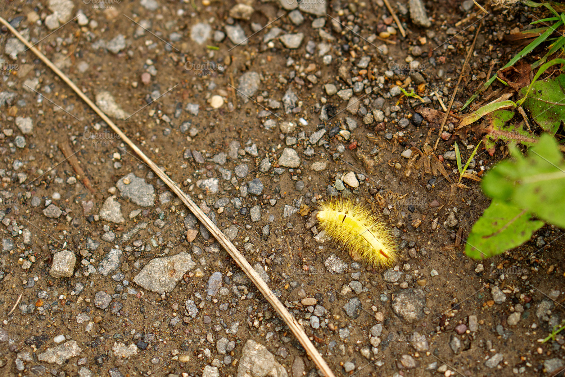 Yellow caterpillar crawling across, a Nature Photo by Elena Vagengeim